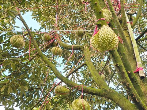 เชือกฟางผูกผลไม้ ราคาขายส่ง